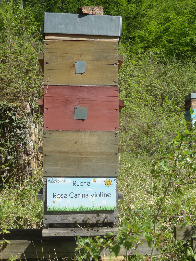 La ruche Rose Carina violine