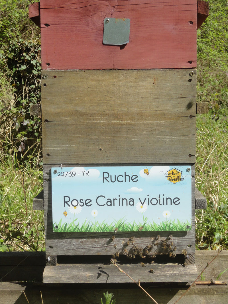 La ruche Rose Carina violine