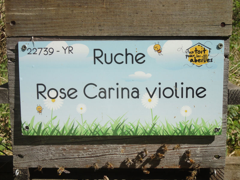 La ruche Rose Carina violine