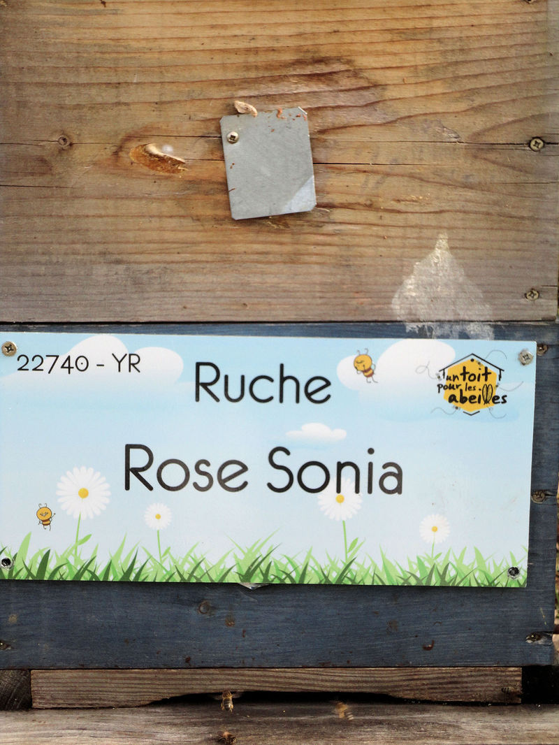 La ruche