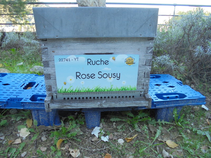 La ruche Rose Sousy