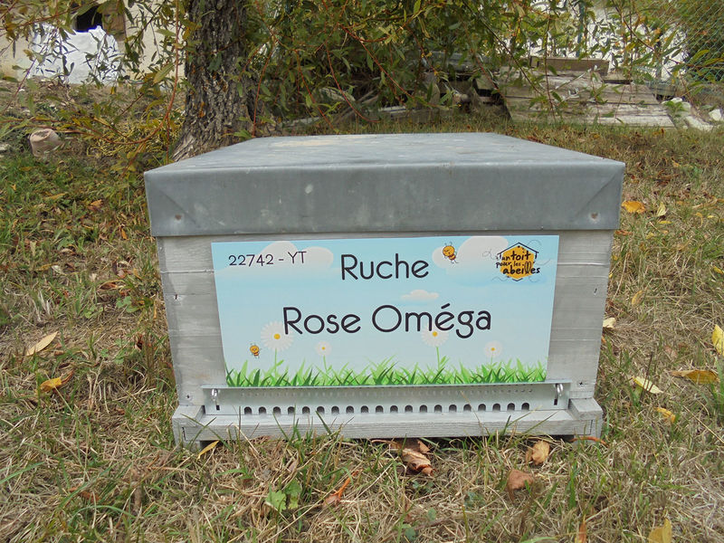 La ruche Rose Oméga