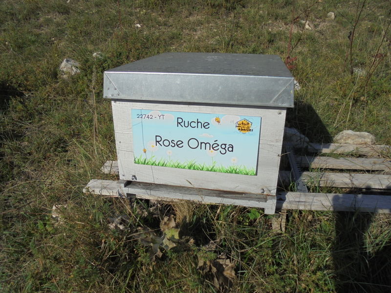 La ruche Rose Oméga