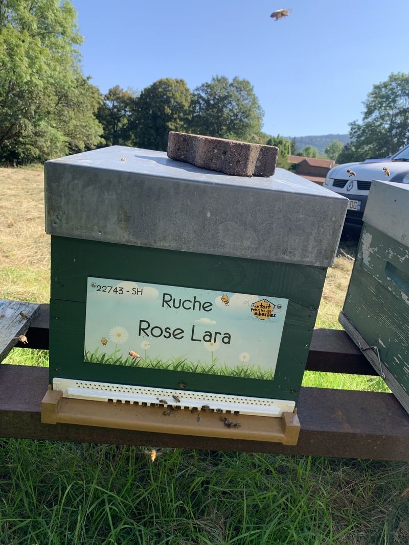 La ruche Rose Lara