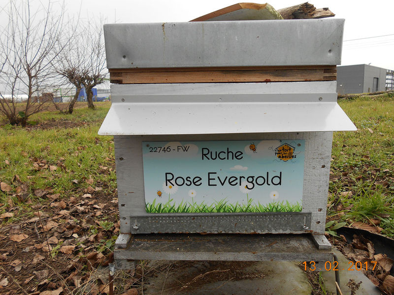 La ruche Rose Evergold