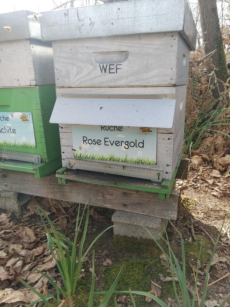 La ruche Rose Evergold