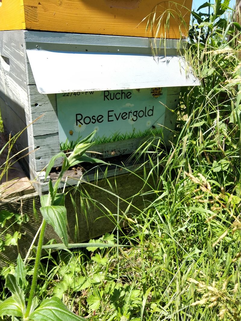 La ruche Rose Evergold