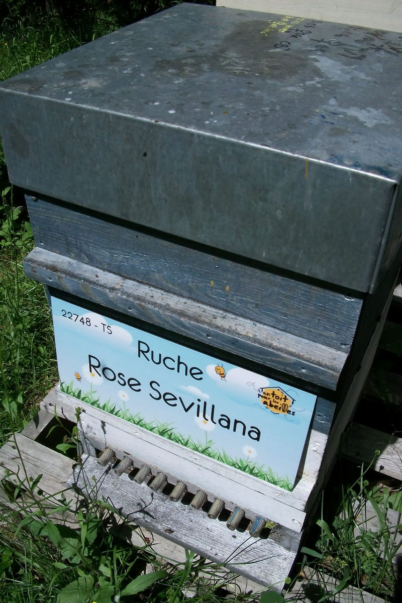 La ruche