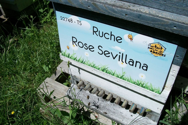 La ruche Rose Sevillana