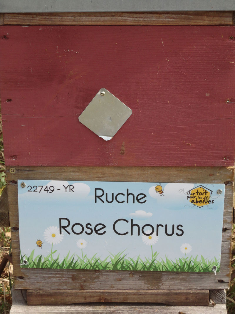 La ruche