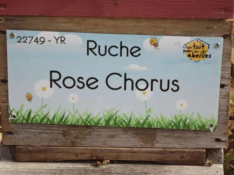 La ruche Rose Chorus