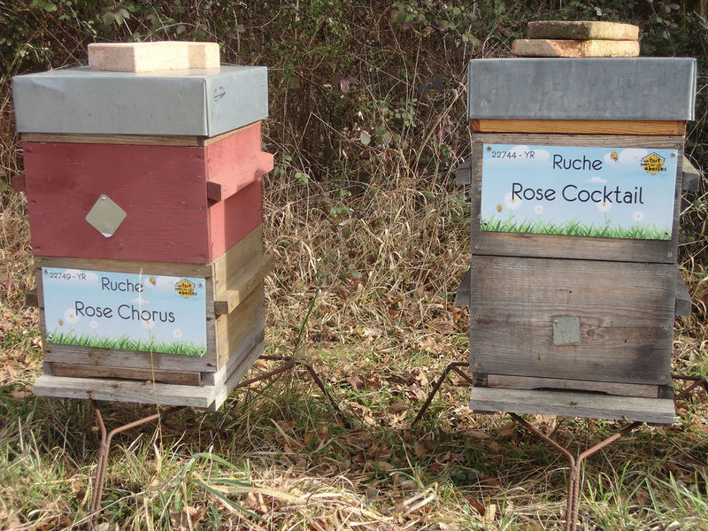 La ruche Rose Chorus