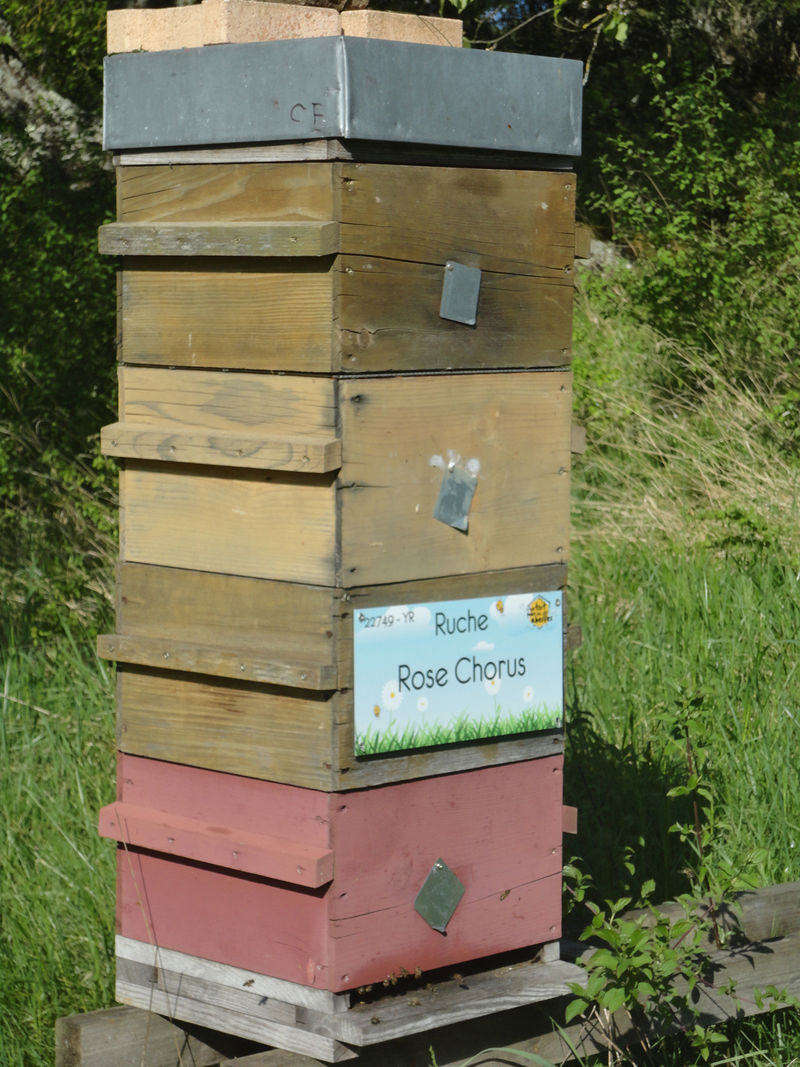 La ruche Rose Chorus