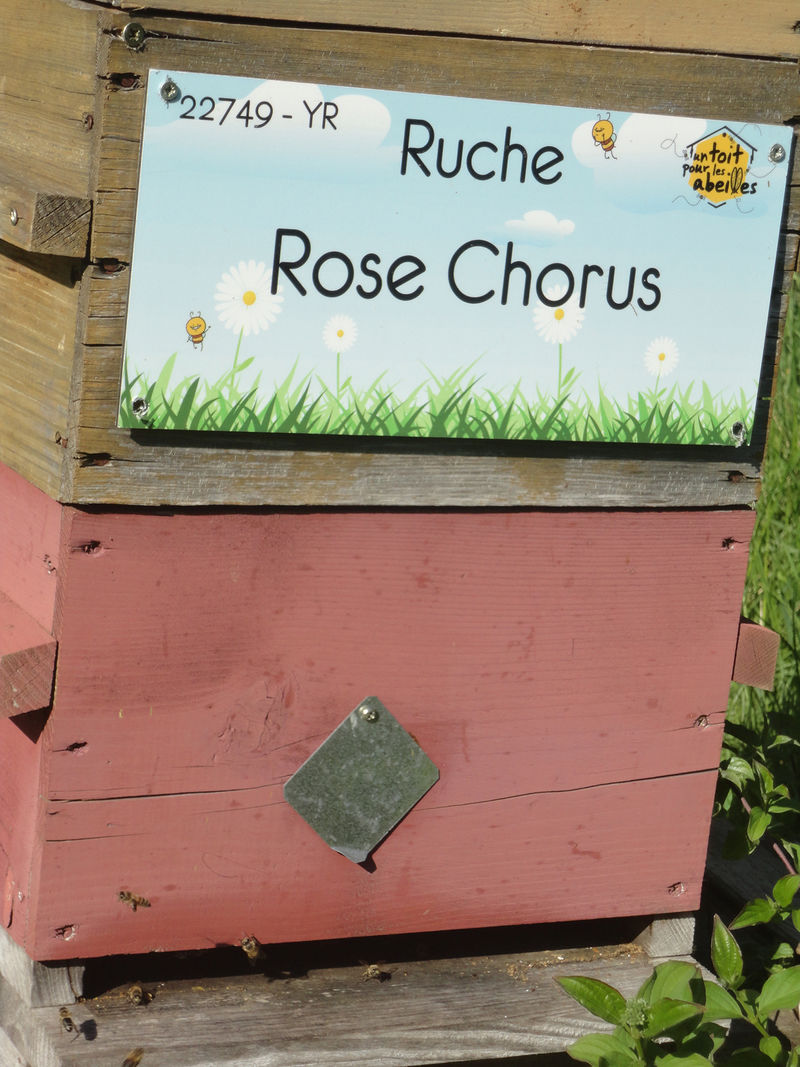 La ruche Rose Chorus