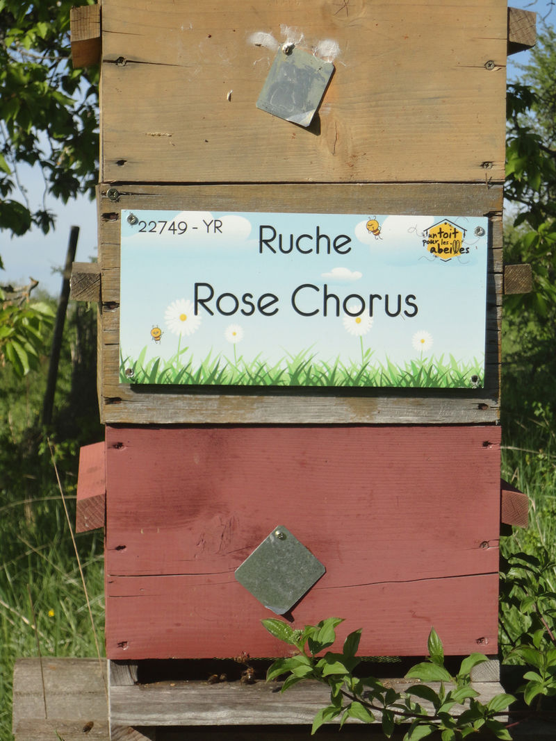 La ruche Rose Chorus