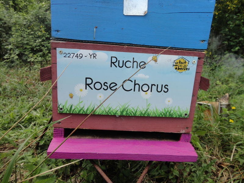 La ruche Rose Chorus