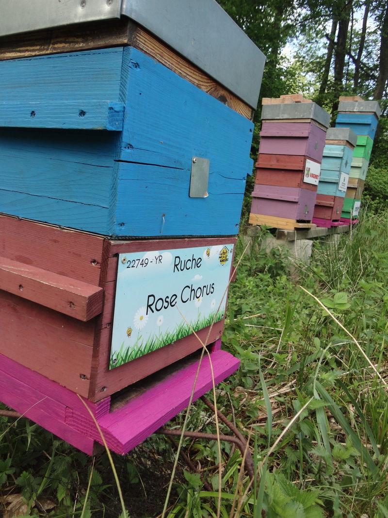 La ruche Rose Chorus