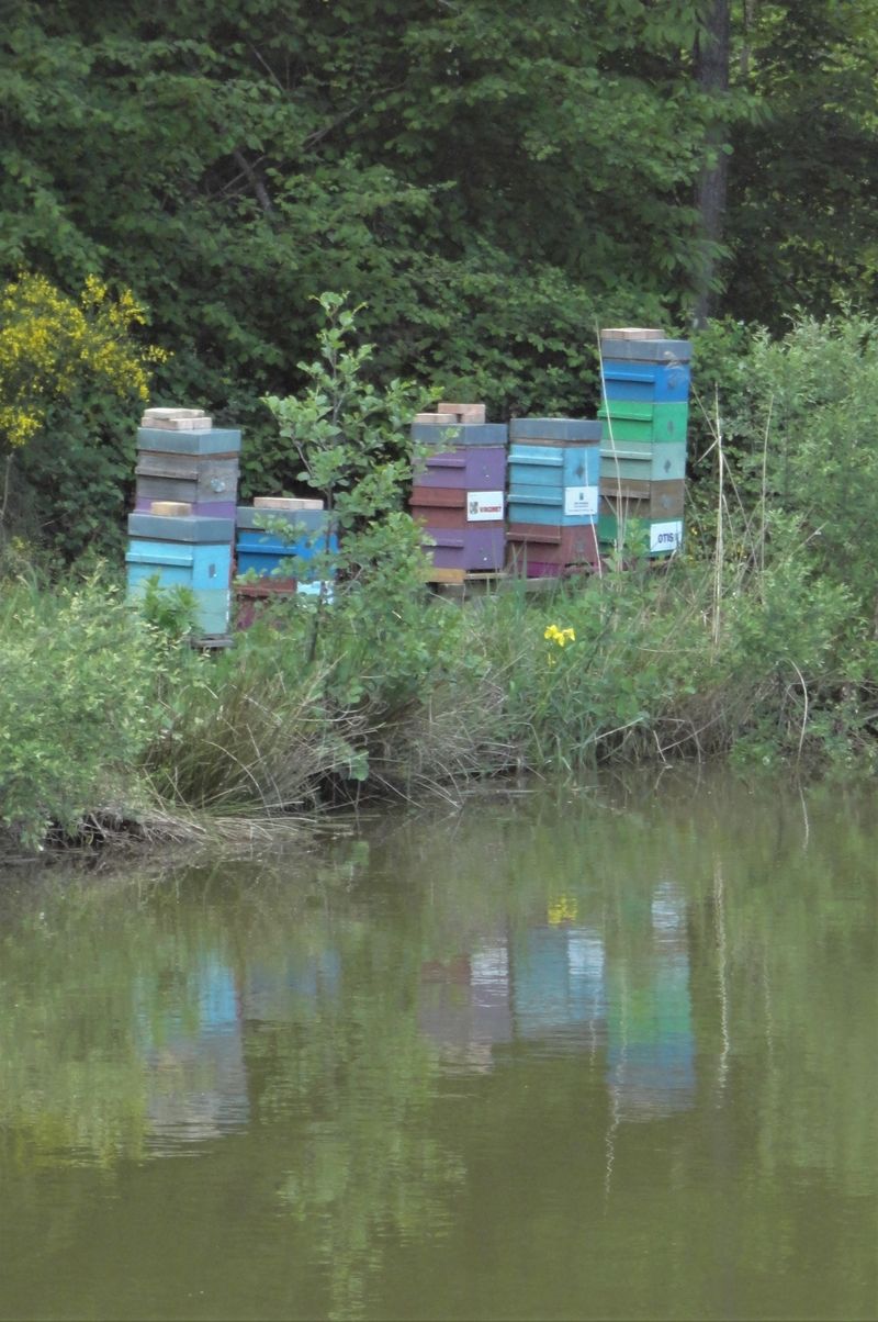 La ruche Rose Chorus