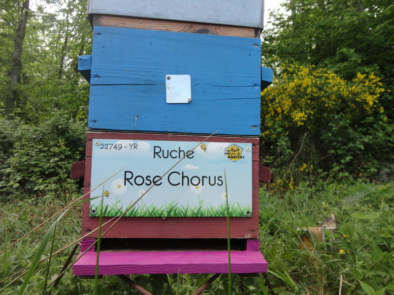 La ruche Rose Chorus