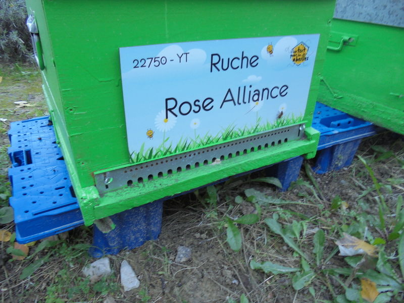La ruche Rose Alliance