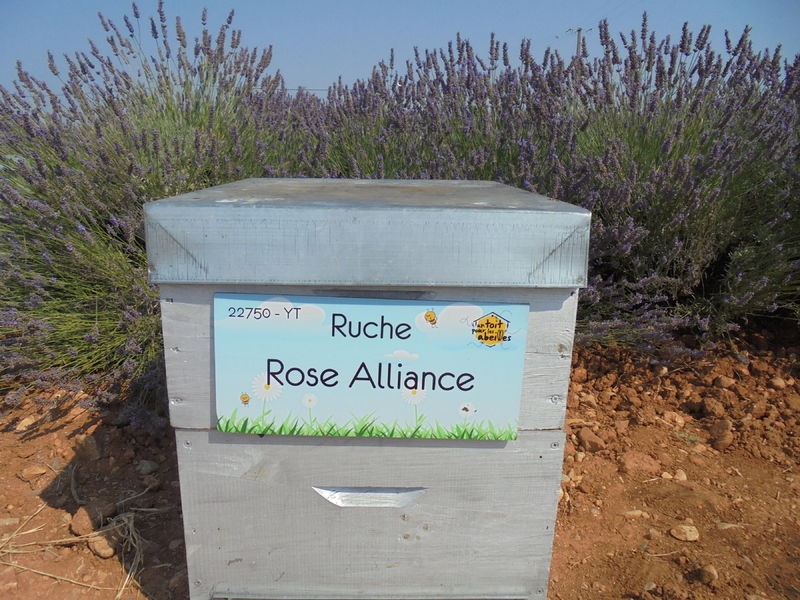 La ruche Rose Alliance