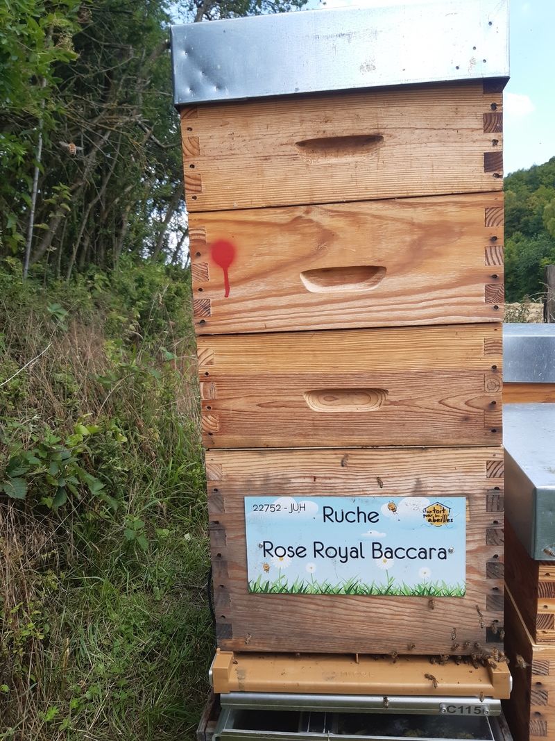 La ruche Rose Royal Baccara
