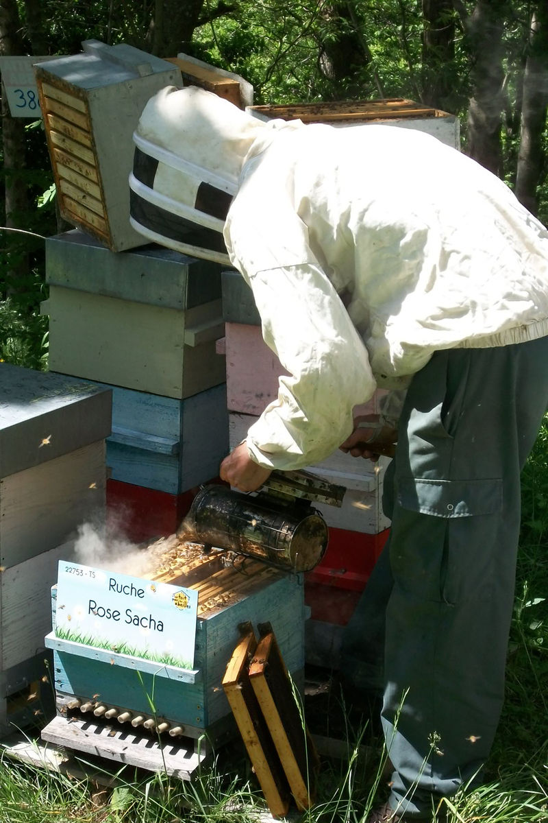 La ruche Rose Sacha