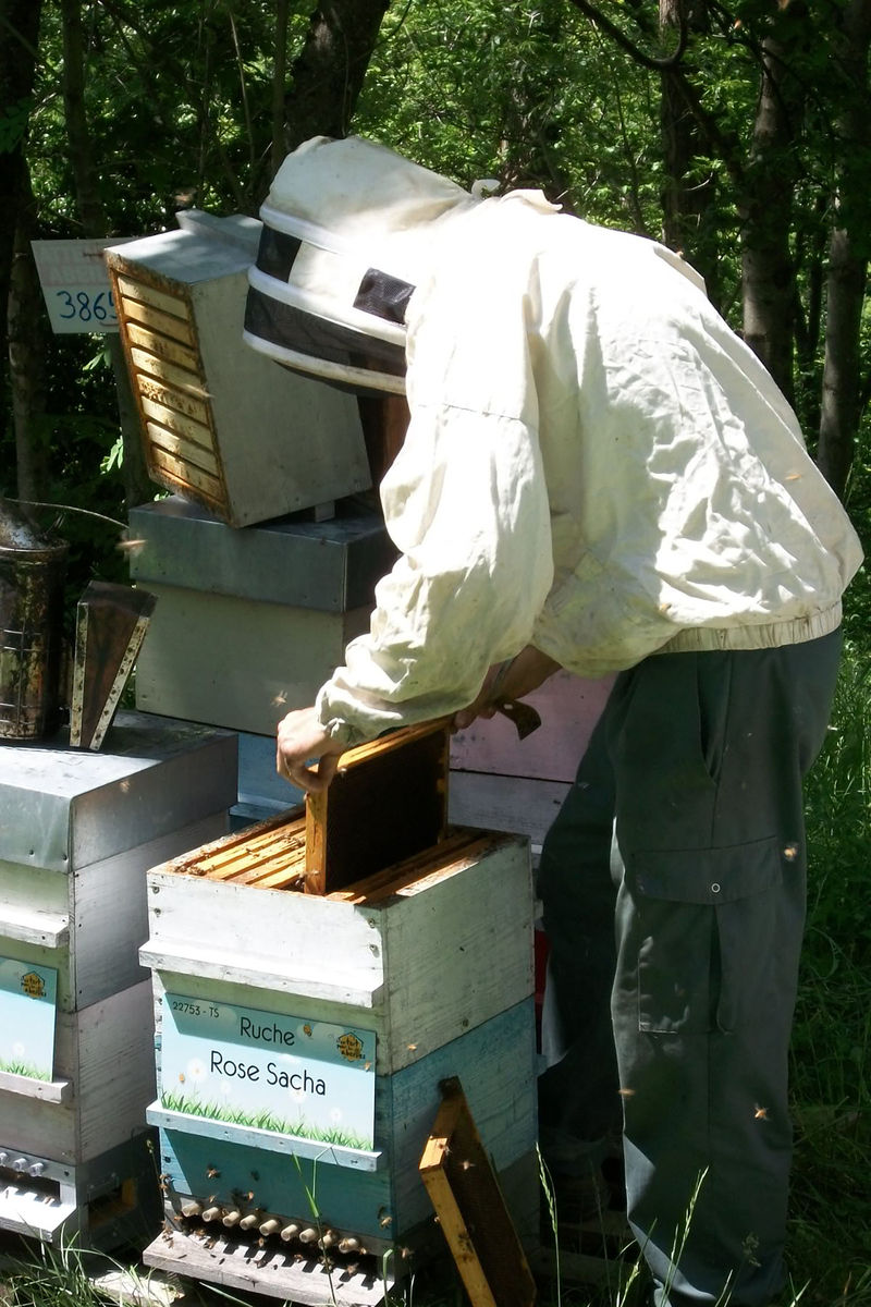 La ruche Rose Sacha