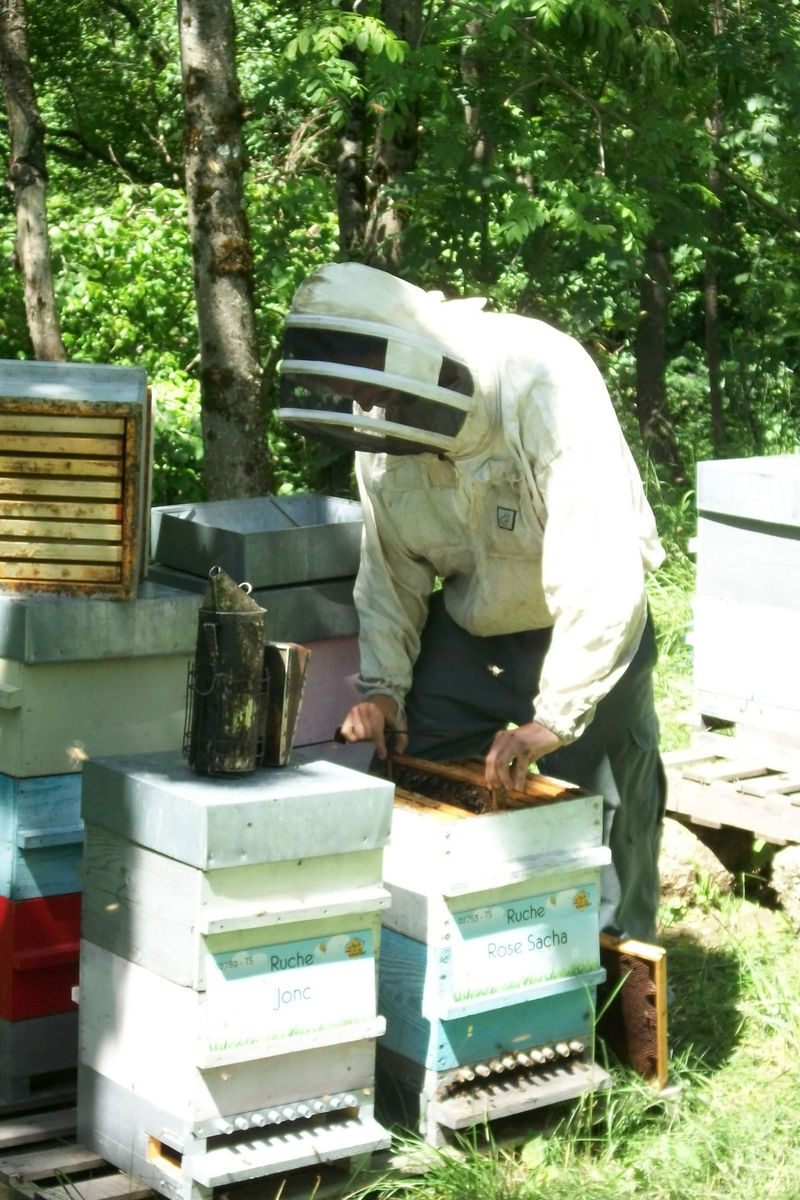 La ruche Rose Sacha