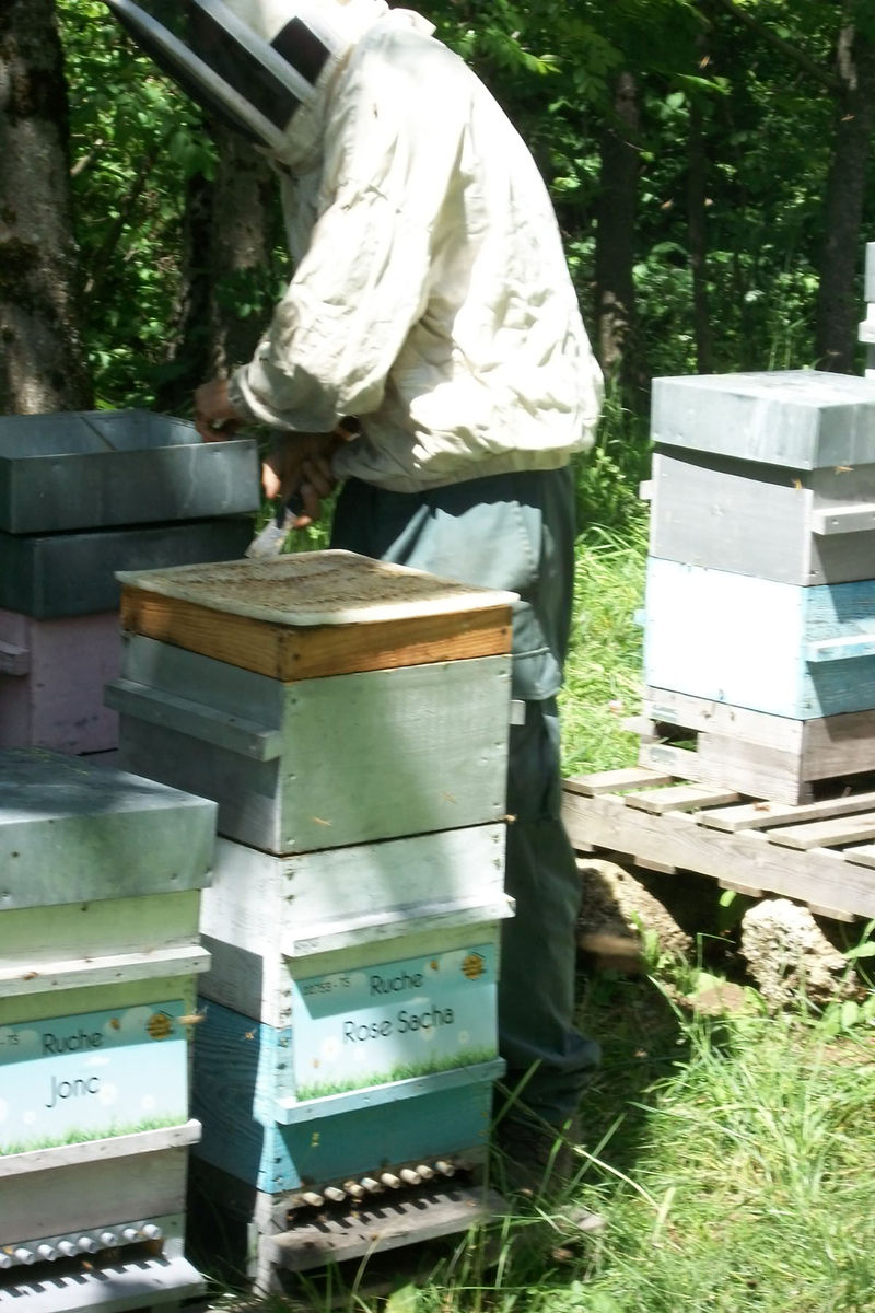 La ruche Rose Sacha