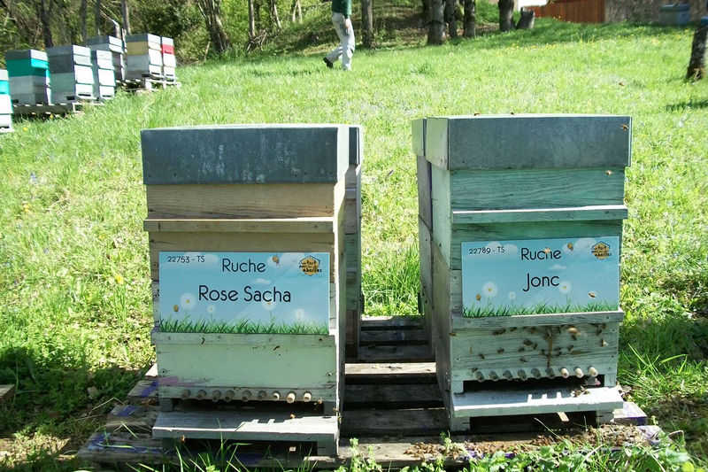 La ruche Rose Sacha