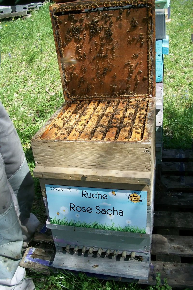 La ruche Rose Sacha