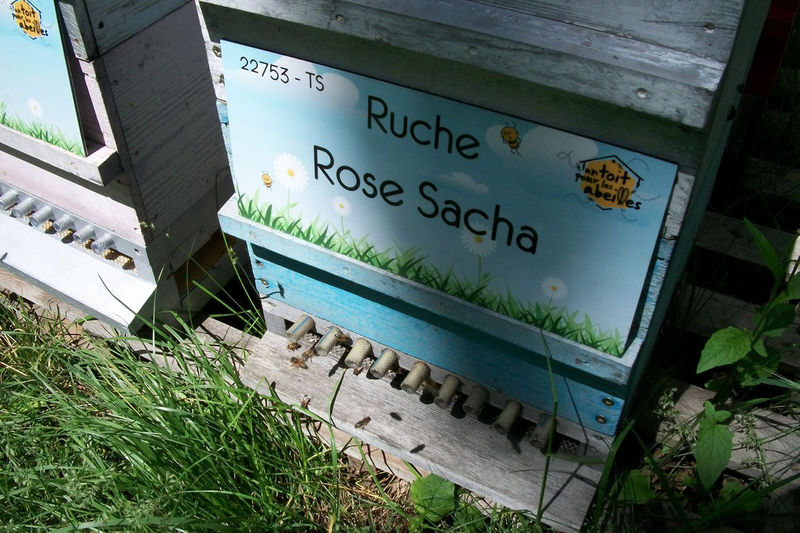 La ruche Rose Sacha