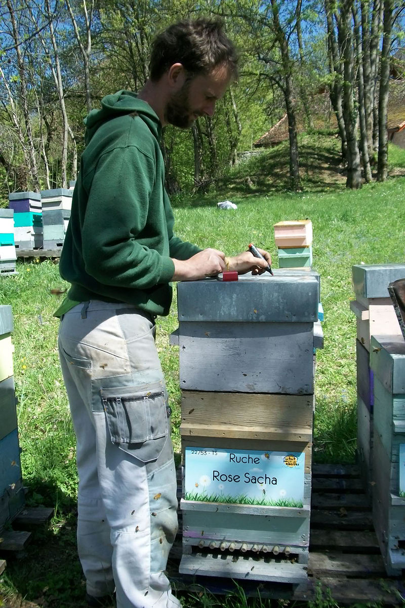 La ruche Rose Sacha