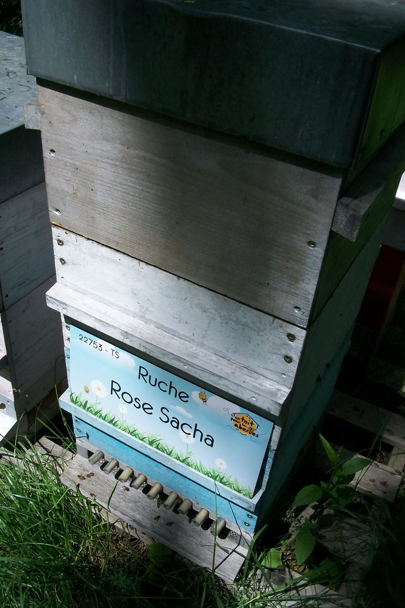 La ruche Rose Sacha