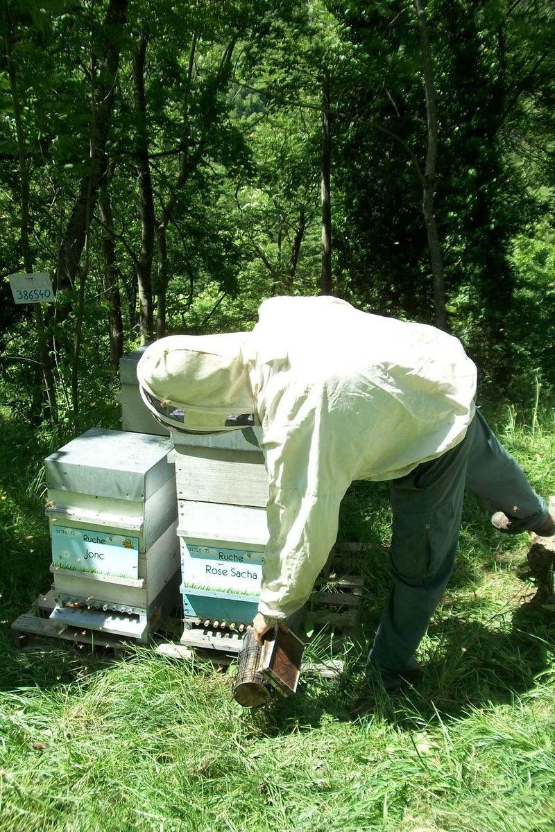 La ruche Rose Sacha