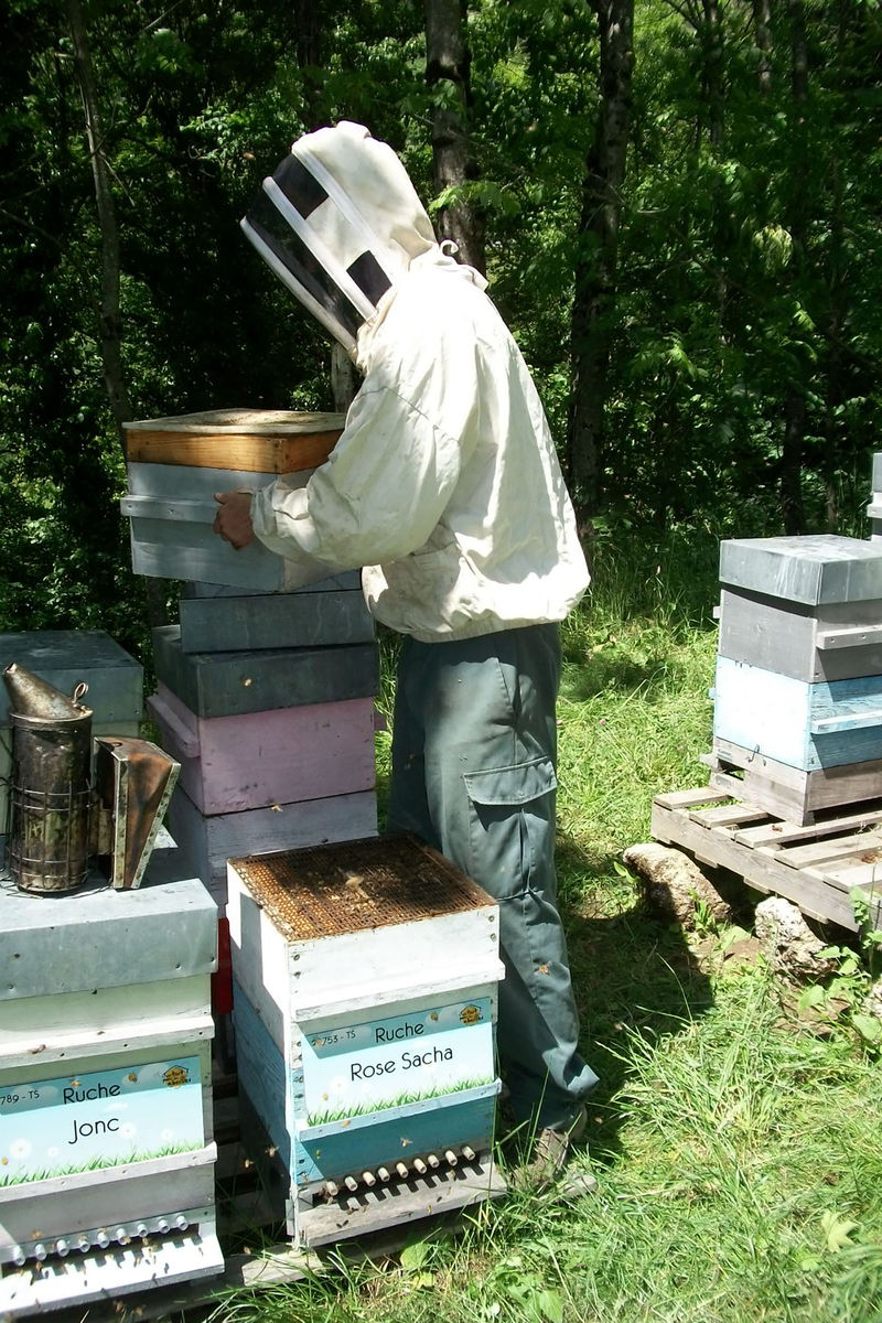 La ruche Rose Sacha