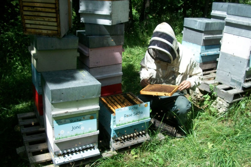 La ruche Rose Sacha