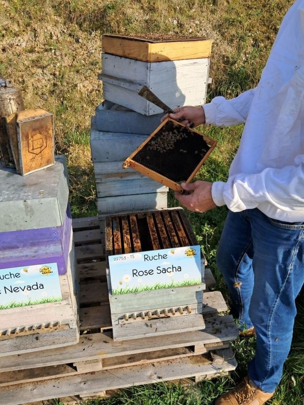La ruche Rose Sacha