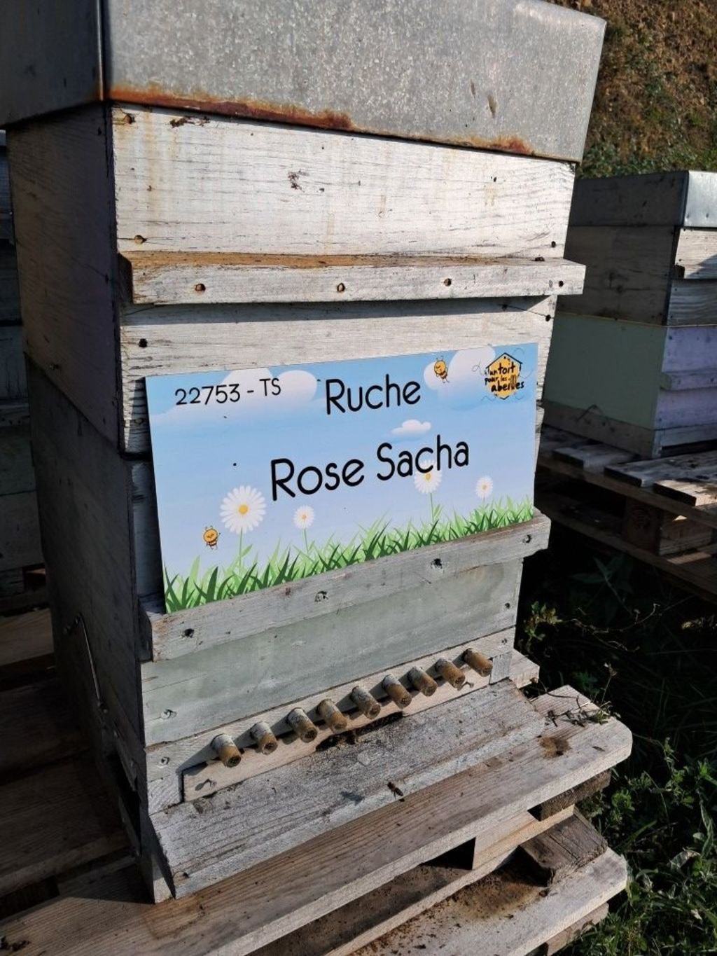 La ruche Rose Sacha