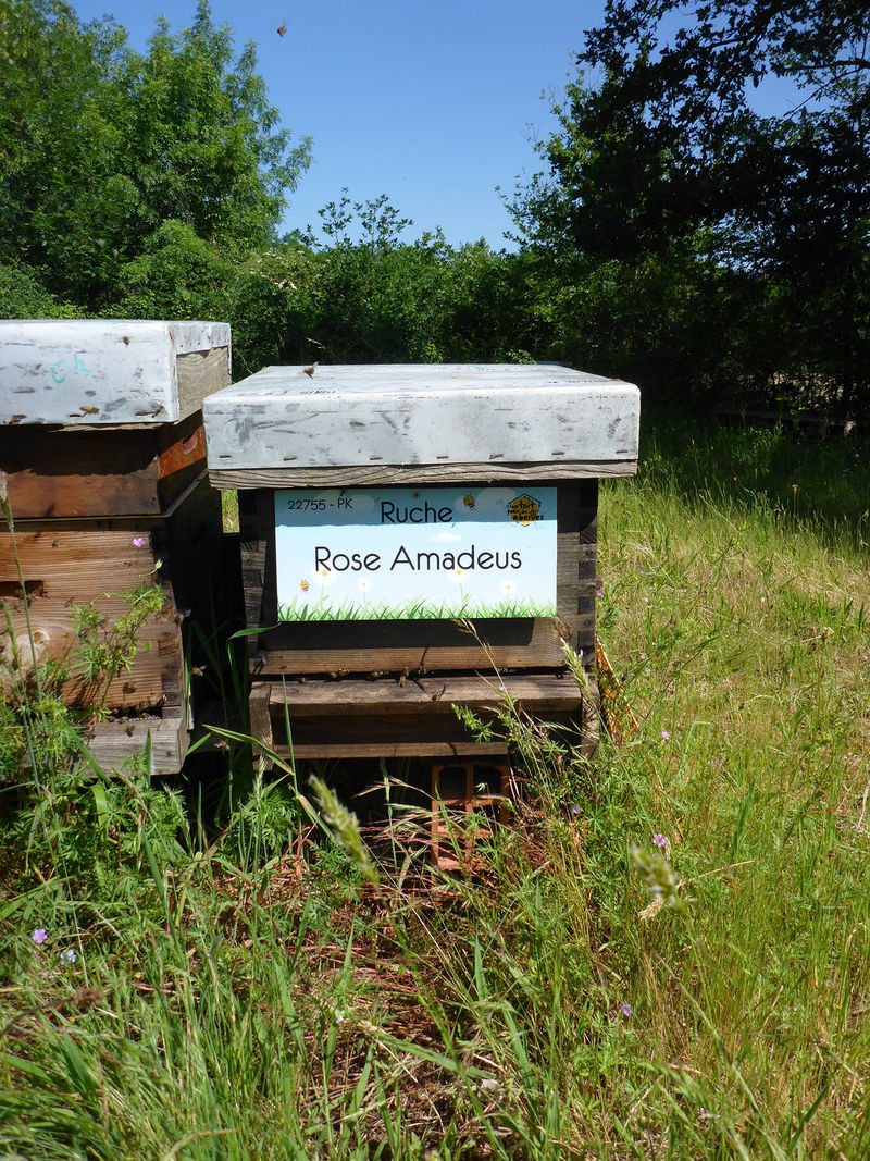La ruche Rose Amadeus