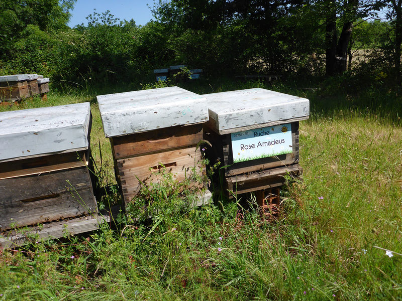 La ruche Rose Amadeus