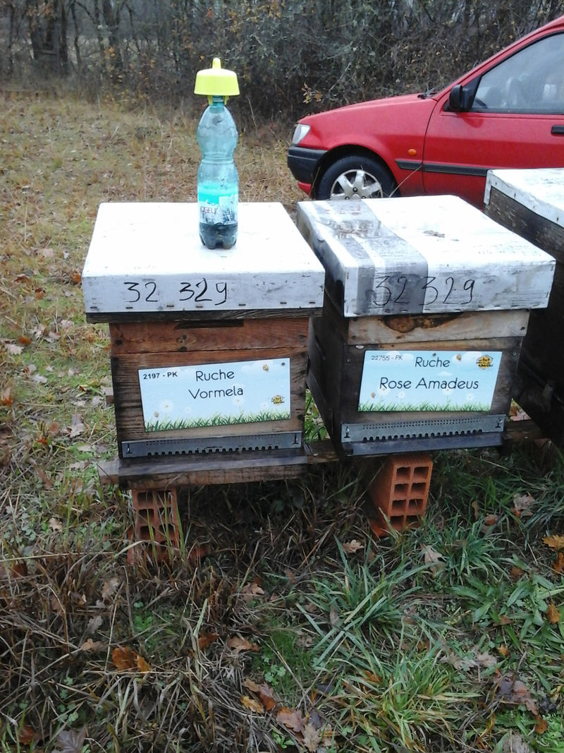 La ruche Rose Amadeus