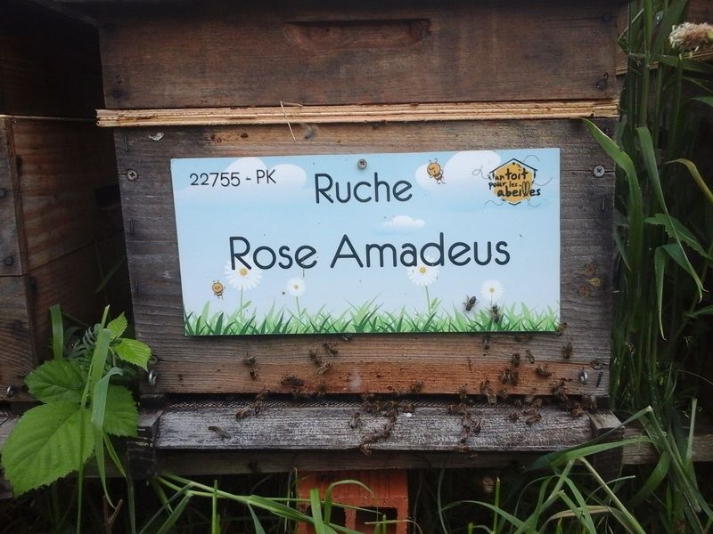 La ruche Rose Amadeus