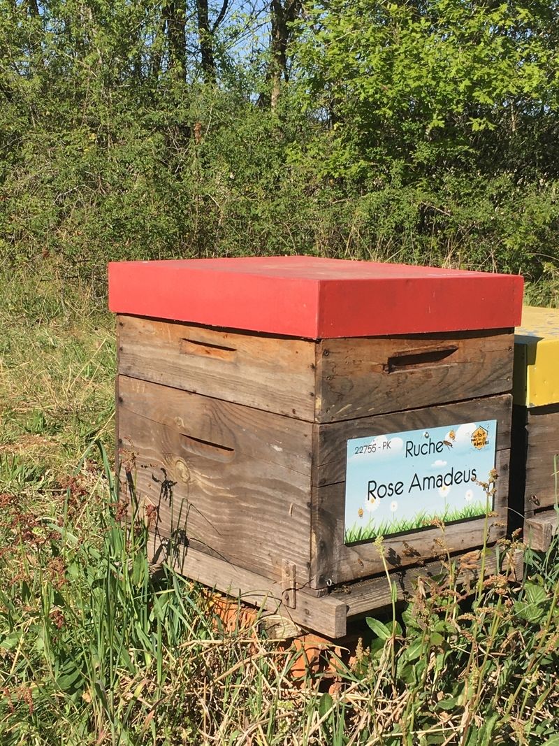 La ruche Rose Amadeus