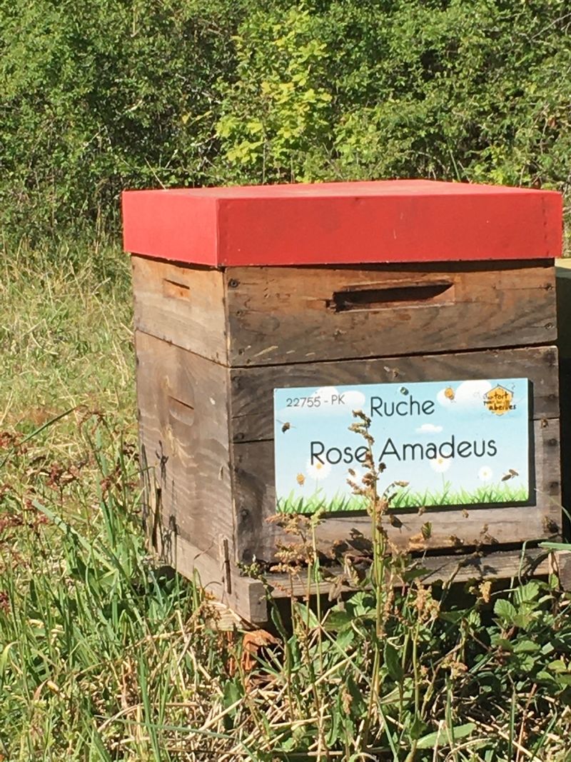 La ruche Rose Amadeus