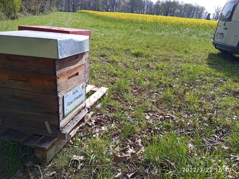 La ruche Rose Amadeus