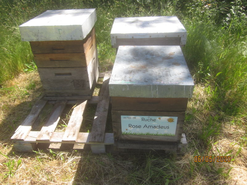 La ruche Rose Amadeus