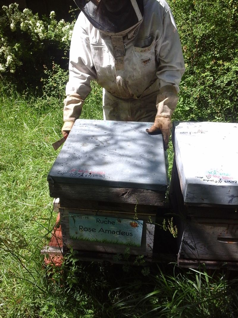 La ruche Rose Amadeus