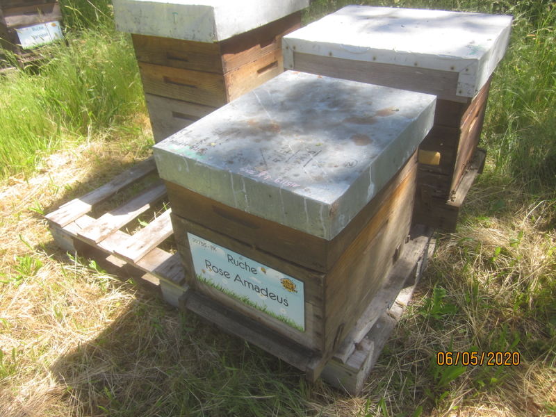 La ruche Rose Amadeus